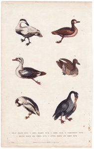 ducks